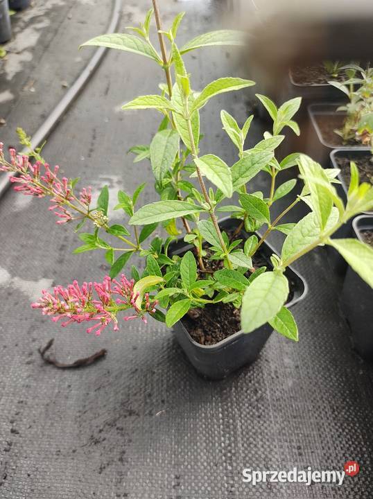 Budleja Dawida Prince Charming Kadłub