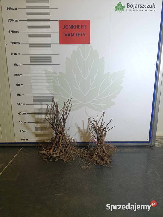 Sadzonki porzeczki czerwonej 23 wybór Jonker Pozostałe Stary Pożóg