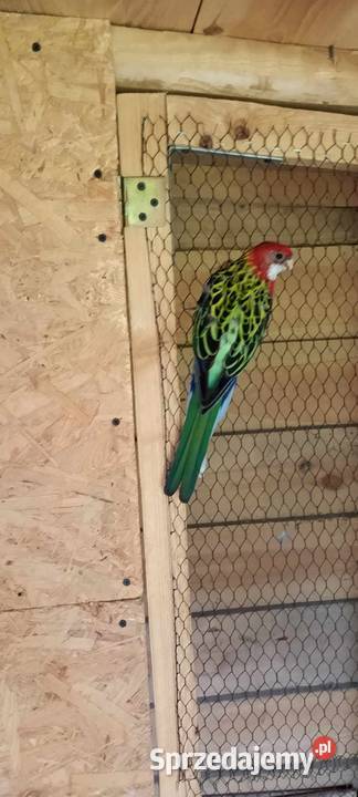 Rozella bialolica Para Lęgowa Maryno