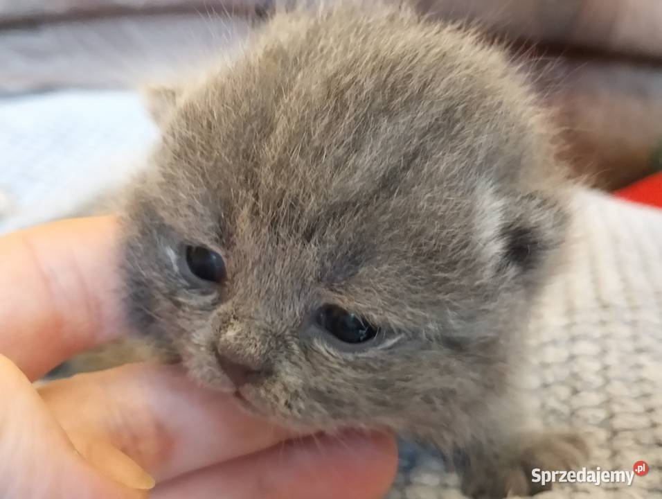 Śliczny kocurek niebieski Rodowód Mędzynarodowy