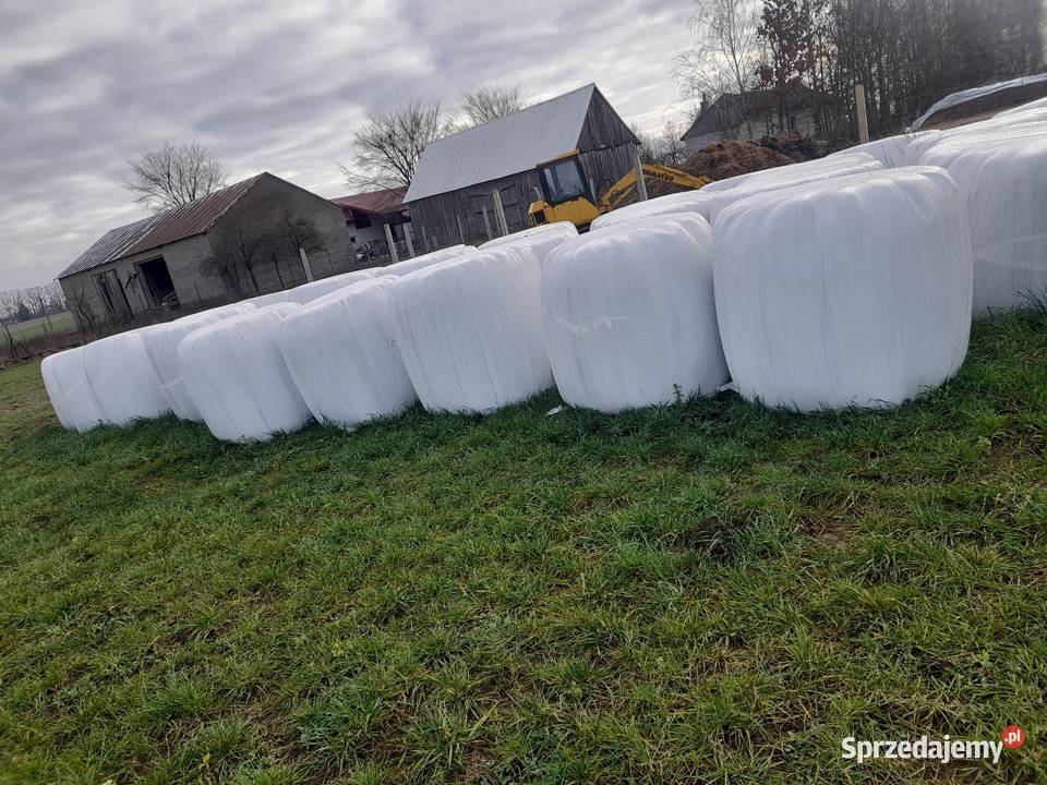 Sianokiszonka w belach zbiór 2025 Trawy, słoma Skibniew-Podawce