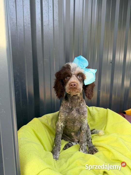 pudel średni suczka sprzedam