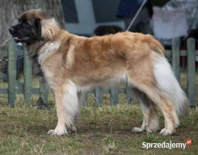 Leonberger szczeniak suczka ZKwPFCI Chociszew