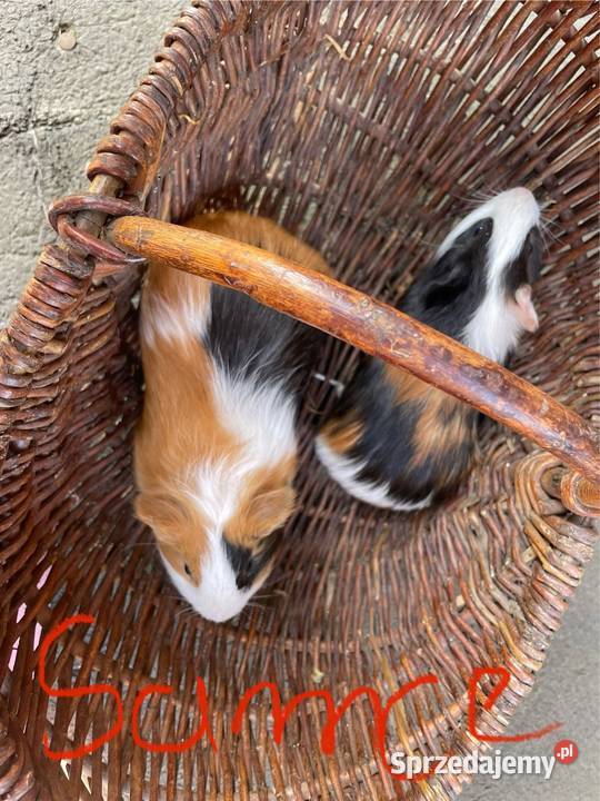 Świnki morskie Dobra Nadzieja