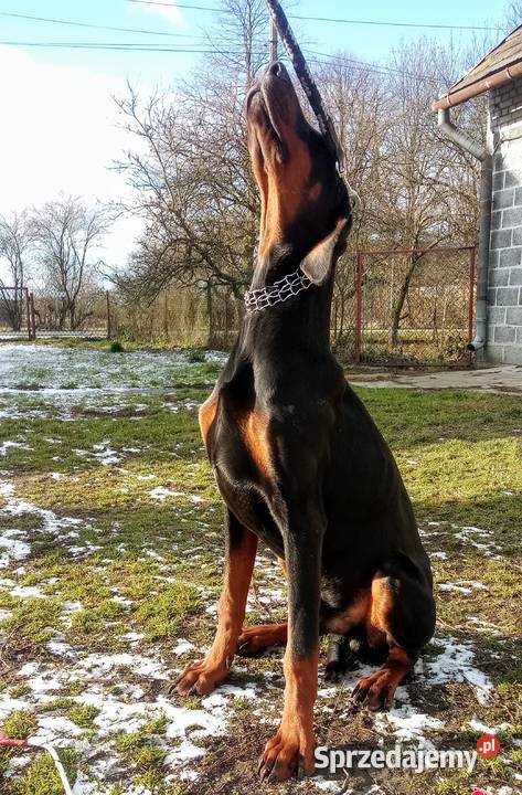 Doberman FCI ZKwP tanio świętokrzyskie Włoszczowa