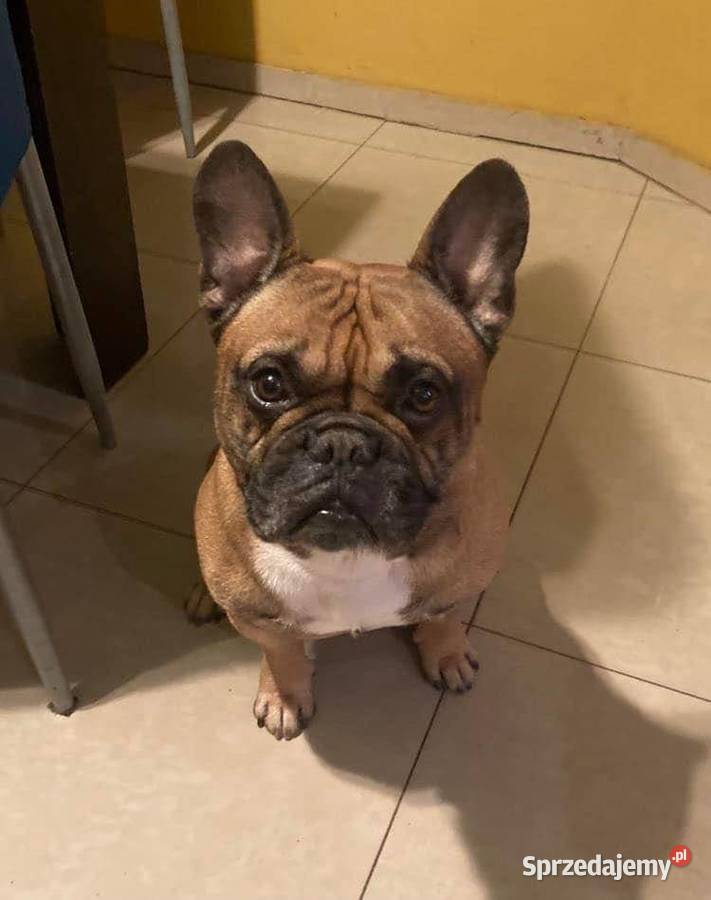 Piękny Płowy Reproduktor Buldog Francuski Krycie