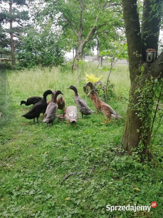 Sprzedam kaczki bieguski śląskie Górki Wielkie