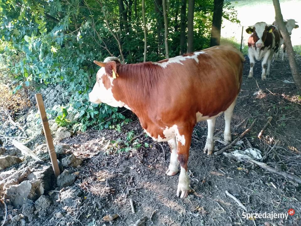 Jałówka cielna 6 miesiąc Porąbka
