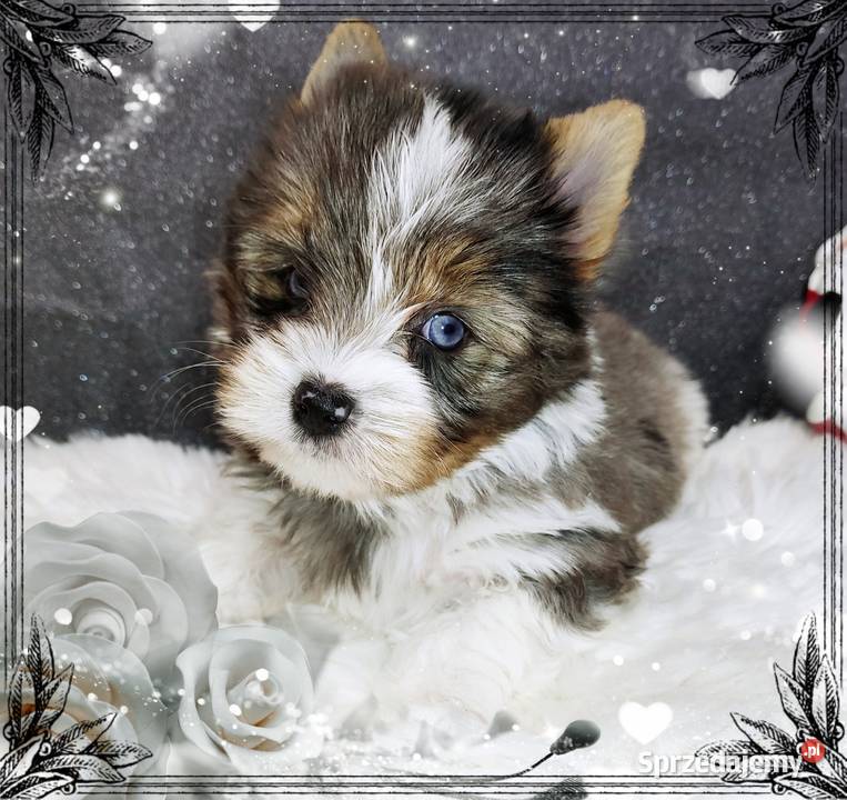 Blueberry Niebieskie Oczy CUDOWNY unikatowy Mega Opole