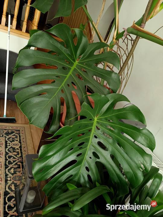Monstera duża z donicą Wola Zarczycka