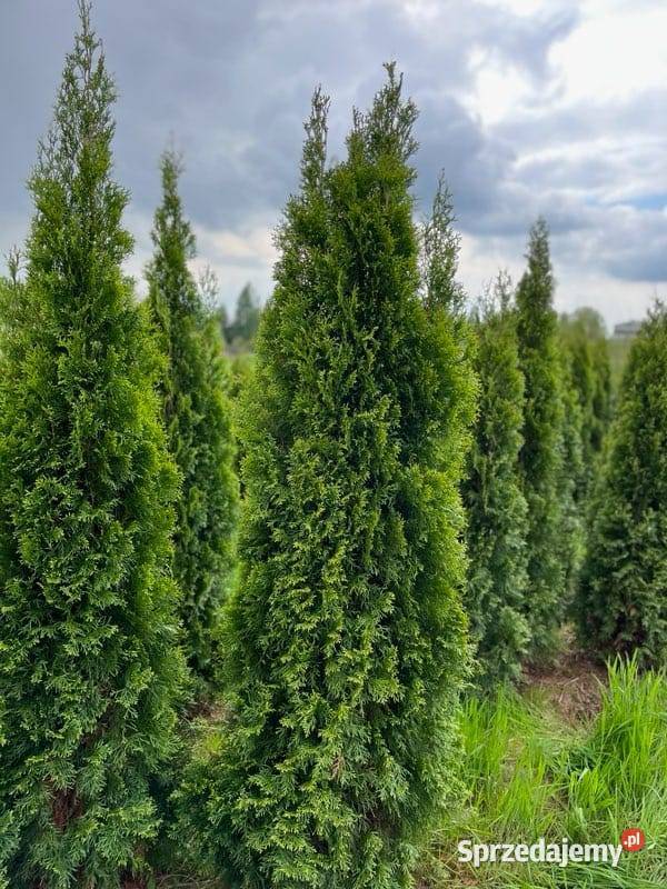 TUJA SMARAGD 250275 THUJA SZMARAGD 250275 Skrzyszów