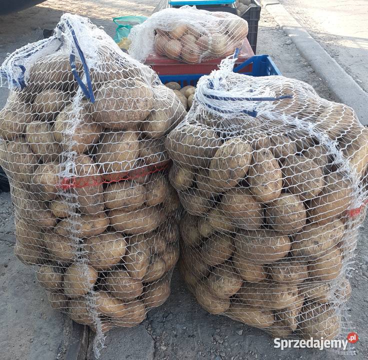 Sprzedam ziemniaki odmiana katania kremowe