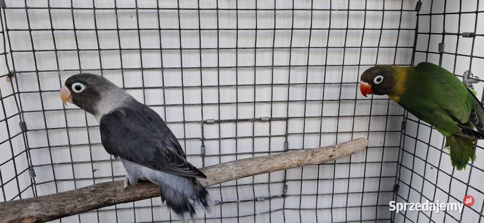 Nierozłączki sprzedam