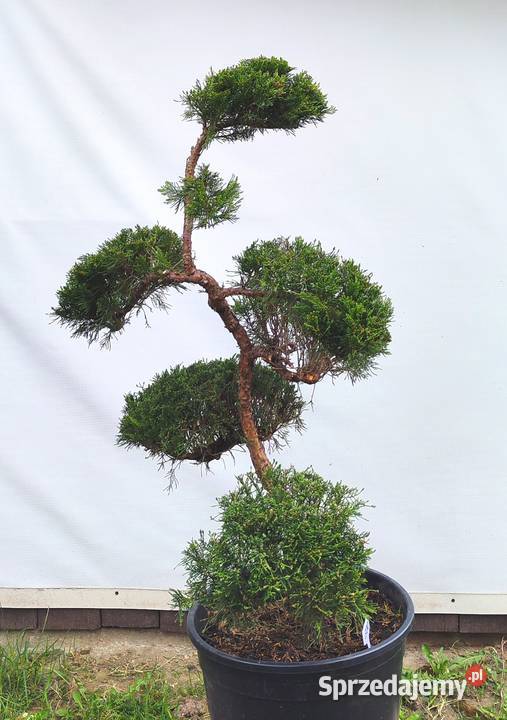 Bonsai Niwaki jałowiec sabiński TAMARISCIFOLIA Medynia Łańcucka