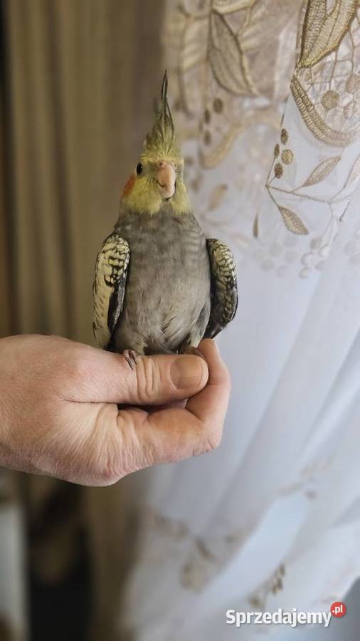 Papuga nimfa Ptaki Bydgoszcz