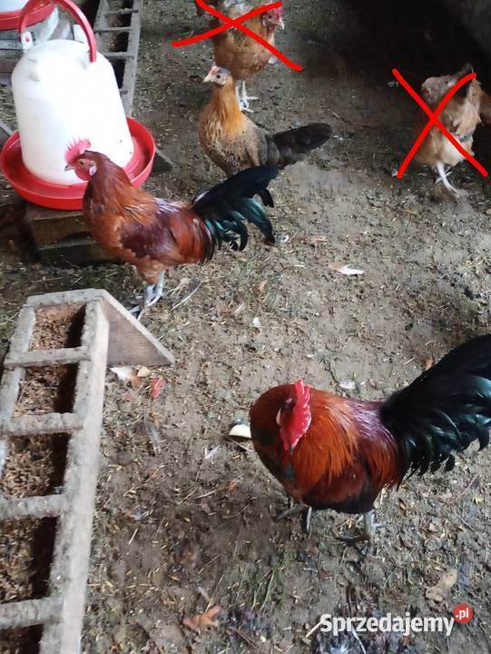 Kurki liliputy Łowicz