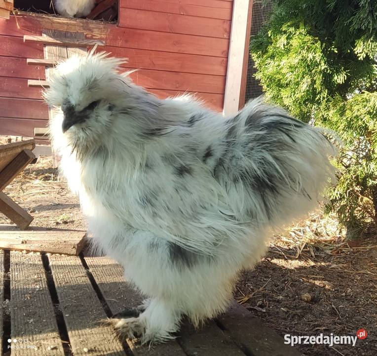 Jajka lęgowe stadzie ze zdjęć Łochów