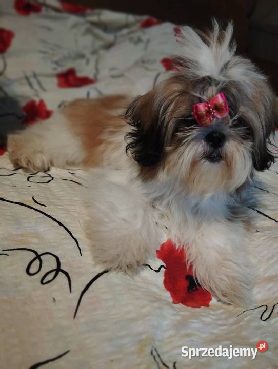 Suczka Shih Tzu