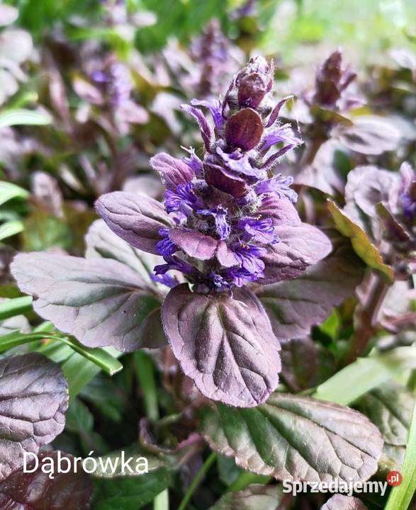 Dąbrówka bylina zapewniająca sadzonka Jaworzno