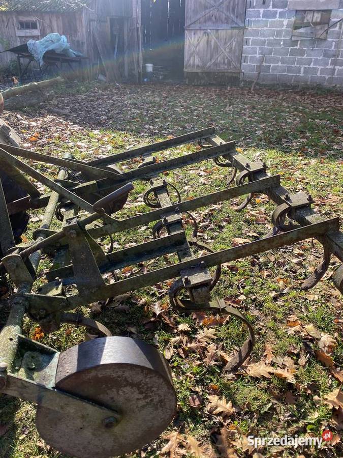 Gruber ścierniskowy Marysin