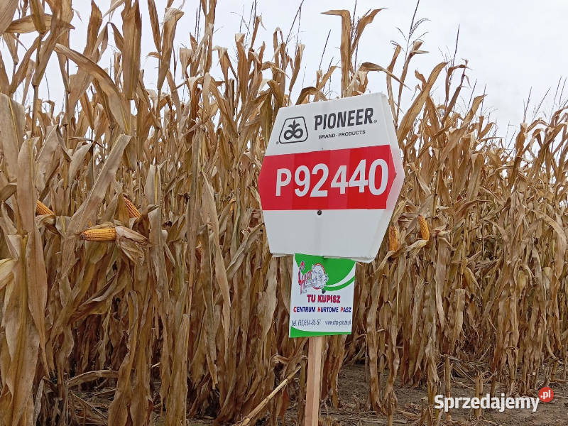 Nasiona kukurydzy Pioneer P92440 FAO Z270 K270 Gniezno