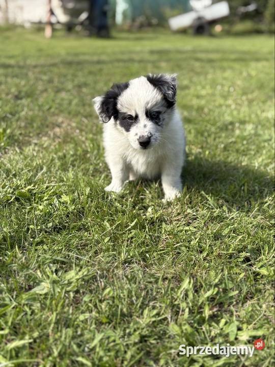 Border Collie Red Merle piesek Pozostałe Zwierzęta