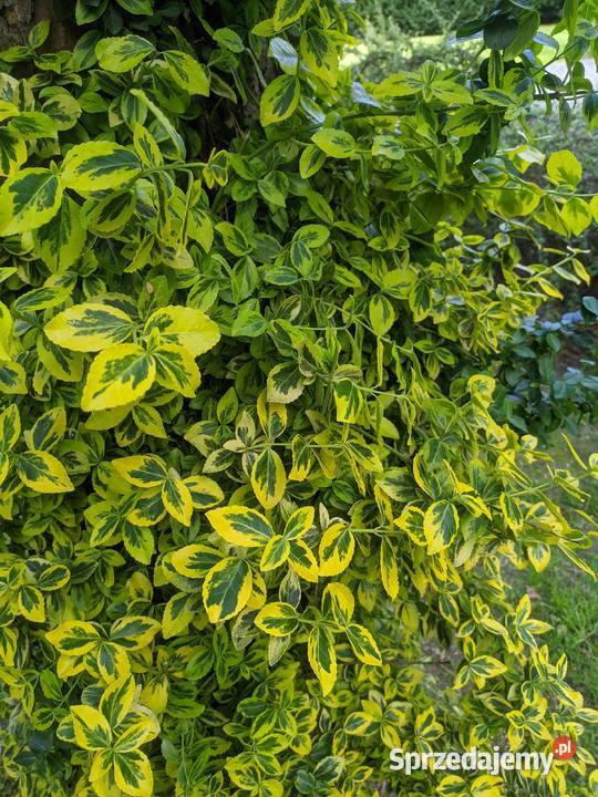 Trzmielina Emerald Gold pnąca sztobry lubelskie