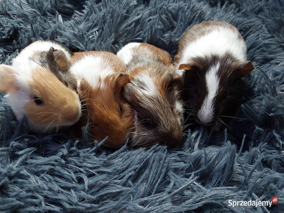 Świnki morskie rezerwacja sprzedam