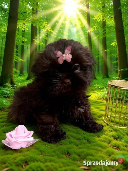 JUŻ DO ODBIORU piękna suczka rasy ShihTzu Kępno sprzedam