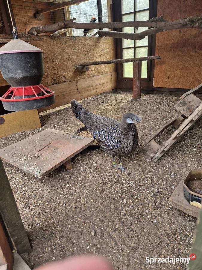 Sprzedam samca bażanta wieloszpona Ptaki sprzedam
