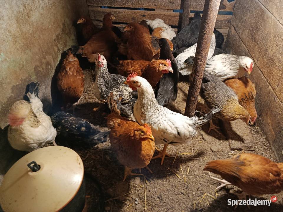 Sprzedam 12 tygodniowe kurki i koguciki 30 Krempna