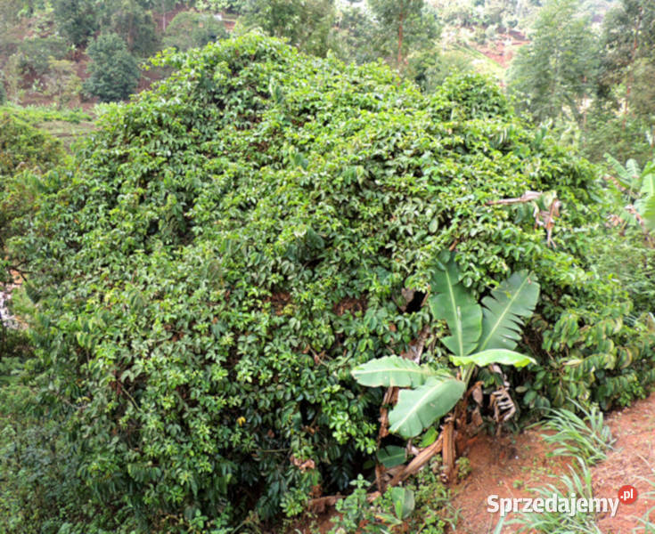 MĘCZENNICA JADALNA Passiflora edulis NASIONA kujawsko-pomorskie Lubanie sprzedam