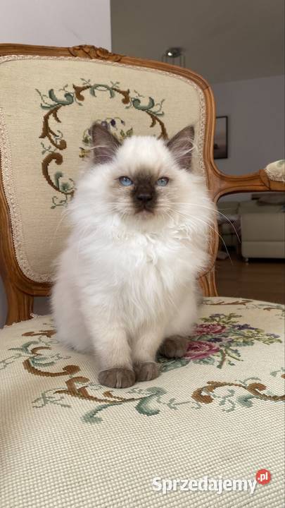 Kotki ragdoll gotowe do odbioru Grodzisk Mazowiecki