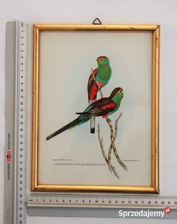 Papugi ptaki J Gould chromolitografia antyk Lublin