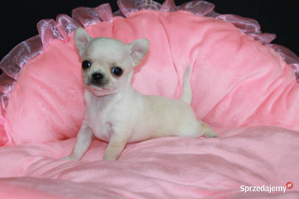 Chihuahua mini kremowy chłopiec ZKwP FCI