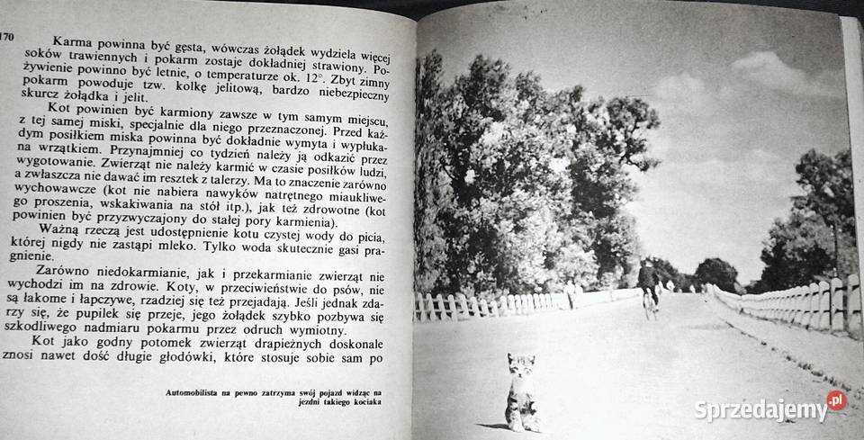 Koty nasze hobby A Konarska Szubska Chełm