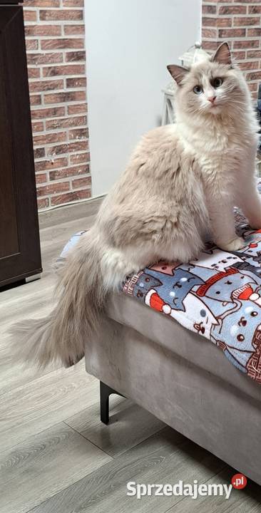 Koteczka Ragdoll Ragdoll Wrocław