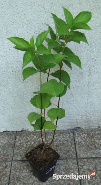 HORTENSJA BUKIETOWA PINK LADY sadzonki w