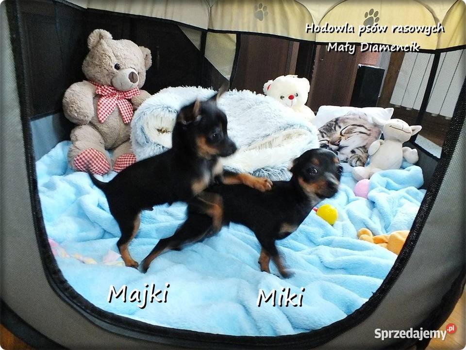 Mini Piesek Pinczer miniaturowy tzw Ratlerek lubuskie Żary