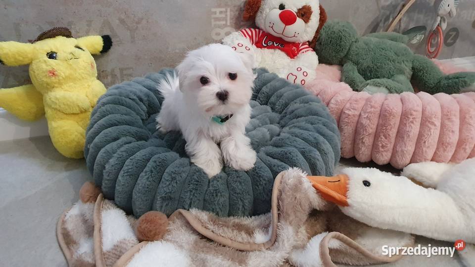 Sunia gotowa do odbioru Maltańczyk Mierczyce