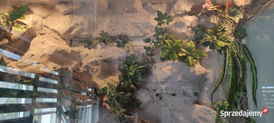 Fajne Terrarium Kraków