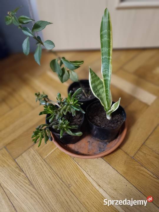 Kwiaty różne odmiany Rośliny Gdańsk