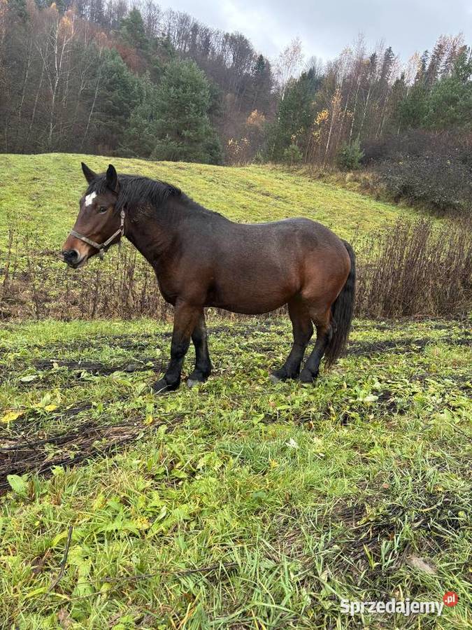 Likwidacja stada klacze PKZ Olchowa
