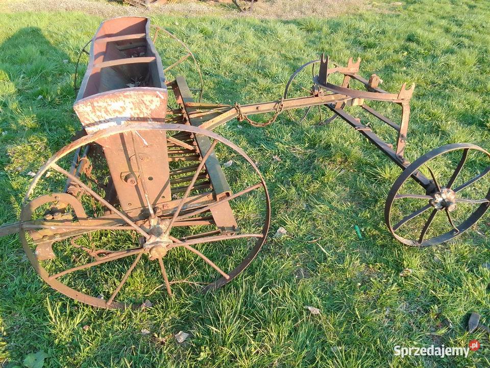 Siewnik Konny małopolskie