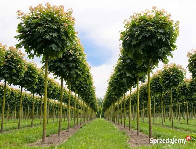 Drzewa formowane Lipy formowane Drzewa Liściaste Łódź sprzedam