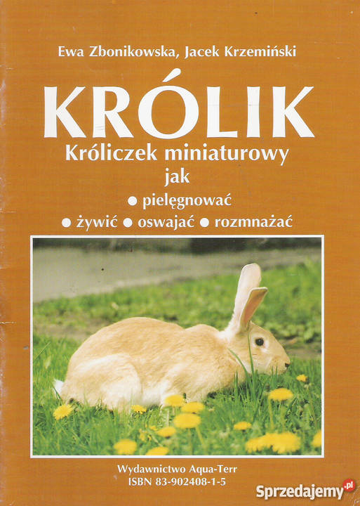 Królikkróliczek niniaturowy lubelskie Puławy