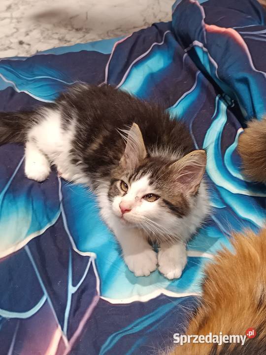 Kocur Maine coon z rodowodem zaplecze genetyczne Prawęcin