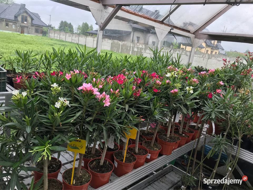 Oleander na pniu kwitnące Brzeźnica