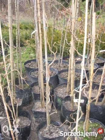 leszczyna contorta Gorlice