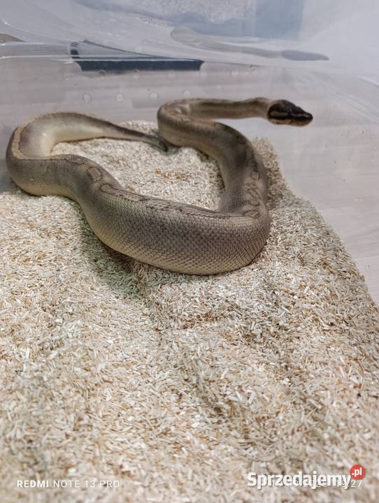 Pytony królewskie śląskie Częstochowa